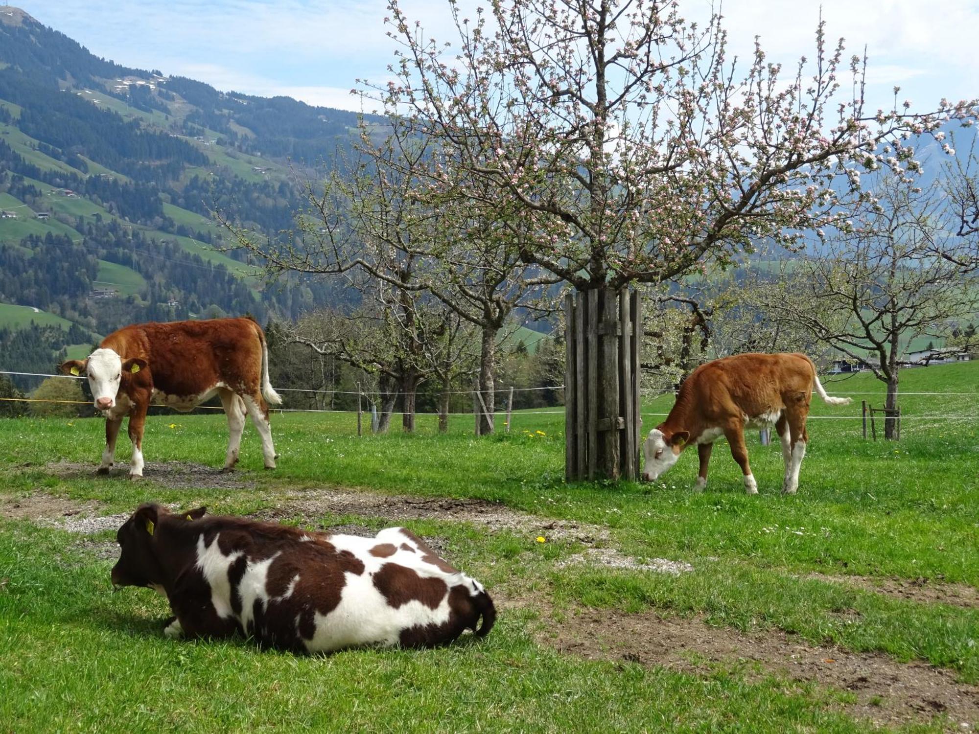 Achrainer-Moosen Villa Hopfgarten im Brixental Exterior photo